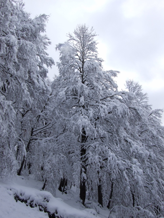 merletti di neve